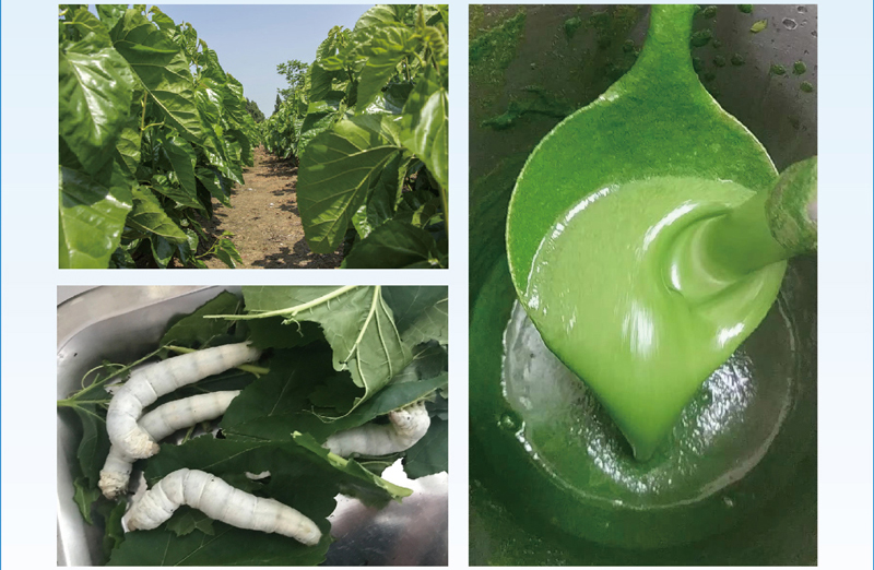 Solution for Processing Silkworm Feed from Fresh Mulberry Leaves