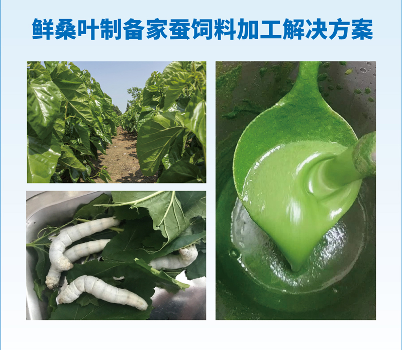 鲜桑叶制备家蚕饲料加工解决方案.jpg